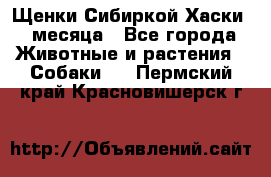 Щенки Сибиркой Хаски 2 месяца - Все города Животные и растения » Собаки   . Пермский край,Красновишерск г.